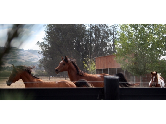 Shared Pasture with Run-In Barn