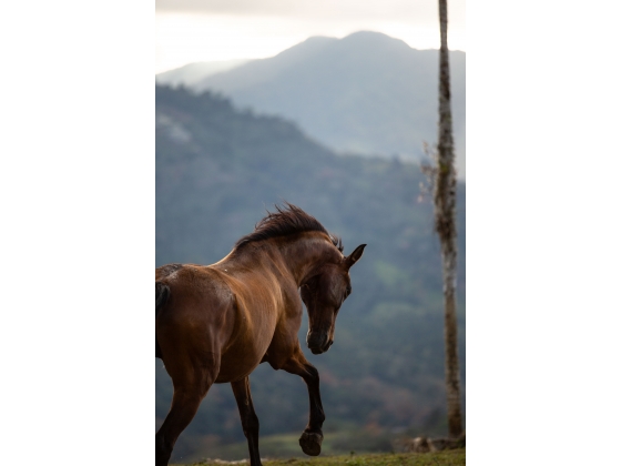 Pasture